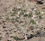 Image result for Ipomoea fulvicaulis