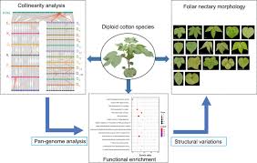 Image result for Gossypioides kirkii
