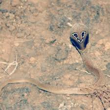 Jun 15, 2021 · ia boleh ditemui di seluruh dunia dan banyak masyarakat memuja haiwan ini kerana kelicikan, kebijaksanaan dan kesetiaannya. Senarai Haiwan Yang Paling Berbahaya Di Dunia Bagi Manusia