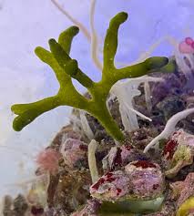 Image result for Macrotyloma rupestre × densiflo