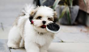 Lancy woo is a certified pet groomer and the owner of vip grooming, a pet grooming salon based in san francisco, california. Dog Grooming At Home 101 Everything You Need To Know Walmart Com