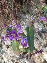 Image result for Crotalaria phylicoides