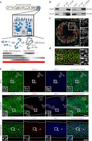 ddx5 plays essential transcriptional and post