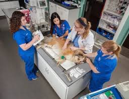 Emergency veterinary care available 24 hours everyday! 24 Hour Emergency Vet Animal Medical Hospital 24 Hour Urgent Care Charlotte Nc