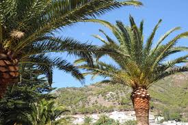 It was later relocated to coral corner in february 2011; 11 Palm Trees That Tolerate Cold Weather