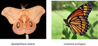 Kuiz pengayaan tentang kitaran hidup haiwan. Rama Rama Keunikannya Majalahsains