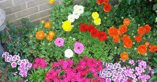 We did not find results for: Texas Winter Flower Bed Raunacculus With Pansies And Dianthus Winter Flowers Garden Winter Plants Winter Garden
