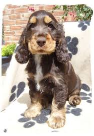 Maybe you would like to learn more about one of these? Chocolate And Gold Cocker Spaniel Spaniel Puppies Dogs Cute Dogs