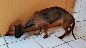Mama anna + sohn scooby, ein mischling / dackelmischling. Auf Balkon Allein Gelassen Kleiner Dackel In Letzter Sekunde Vor Dem Hungertod Gerettet