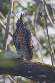 Birds Of Prey Animals Wiki Legge S Hawk Eagle Wikipedia Seen Makandawa Rd From Nuwara Eliya To Kandy Hawk Eagle Eagle Hawk