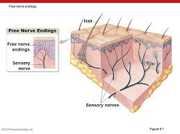 9 The Senses Ppt Download