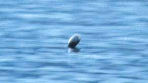 We did not find results for: 3 New Sightings Of Canada S Ogopogo Lake Monster In Past Month Gaia