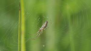 Once spiderlings fully emerge, they usually settle close to the nest area spider eggs are fragile and can be removed with a broom or vacuum cleaner. Why Was This Greek Town Covered In A Spider Web
