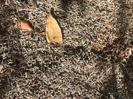 Image result for Selaginella nivea