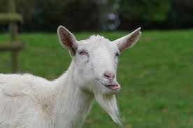 Goat Facts Teeth
