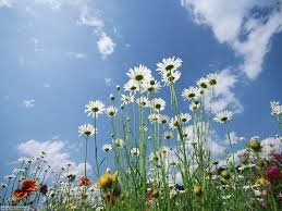 Puoi decorare la tua chat whatsapp con l'aiuto dei seguenti bellissimi sfondi. Foto Fiori Di Prato Per Sfondi