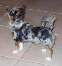I am as sweet as sugar :) now can i just tell you i lived with people who didn't believe in getting any of their dogs fixed so by the time i was 6 months old i became and unwed mother; Blue Merle Long Haired Chihuahua Puppies For Sale