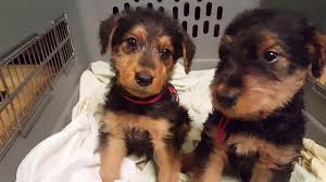Enter your email address to receive alerts when we have new listings available for airedale puppies for sale uk. Airedale Terrier Puppy For Sale Petsidi