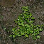 Image result for Melochia melissifolia