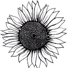 Seize The Day Rachel S Nic Nac Corner Sunflower Tattoo Simple Sunflower Drawing Sunflower Tattoo Small