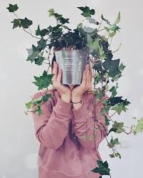 In hotter, drier climates, the ground should be heavily mulched to keep it cool and moist. Growing English Ivy Indoors Ivy Houseplant Care Tips