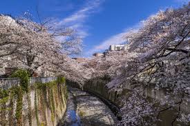Search for text in url. Cherry Blossoms 2021 The Best Places To See Sakura In Tokyo Time Out Tokyo