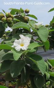 Image result for Geigeria brevifolia