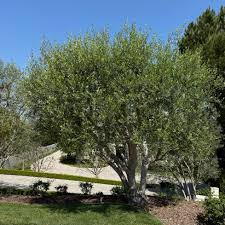 Image result for Olea capensis