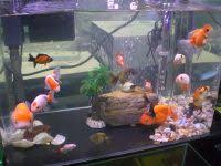 goldfish new world encyclopedia