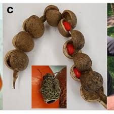 Image result for Physostigma mesoponticum