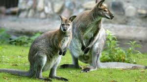 Kangaroo is the smallest #mobile #windows10 desktop pc in the world created by the consumer division of @infocuscorp. Kangaroo Meat May Return To Russian Tables