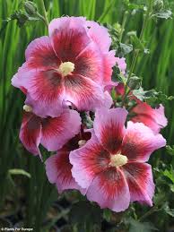 Image result for Hibiscus barbosae