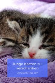 Junge Katzen Zu Verschenken Katze Zu Verschenken Junge Katzen Verschenken
