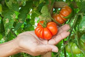 When you top the tomato plant, the plant can focus its energy on growing fruit. 15 Of The Best Canning Tomatoes You Should Grow Gardener S Path
