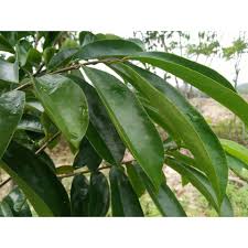 Kebaikan daun durian belanda ialah dapat mengatasi masalah sakit kerongkong, cirit birit, demam, mengurangkan masalah. Buy Fresh Soursop Leaves Daun Durian Belanda Seetracker Malaysia