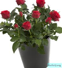 Dalam set kit penjagaan bunga ros terdapat baja organik zety roses, semburan serangga dan suppliment organik zety roses yang dirumus khas untuk ros. Merawat Mawar Di Rumah Gambar Bunga Bilik Di Dalam Periuk Nuansa Tumbuh Dan Ukuran Bantuan Jika Atas Sebab Tertentu Pokok Itu Membuang Daun Dan Dengan Penyakit Lain Tumbuhan Rumah