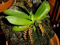 Image result for Chamaeangis