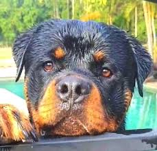 Image result for Rotala gossweileri