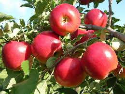 Honeycrisp Apple Tree Pollination Partners