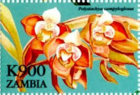 Image result for Polystachya campyloglossa