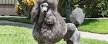 poodle | Description, Uses, Crossbreeds, & Facts | Britannica