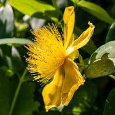Image result for Hypericum humbertii