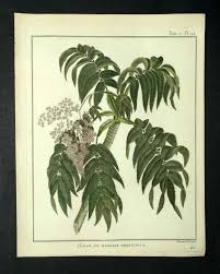 Image result for Hagenia abyssinica