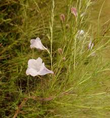 Image result for Sopubia lanata