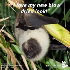 Image result for Droogmansia pteropus