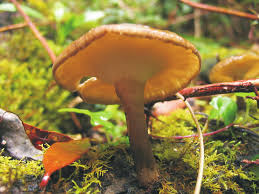 Image result for Lefebvrea longipedicellata