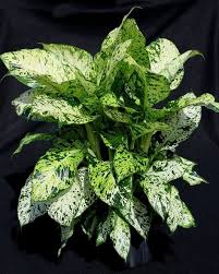 17 Best Indoor Dieffenbachia Varieties In 2020 Plants Perfect Plants Plant Leaves