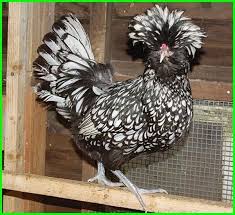 Ayam Poland Jambul Mahkota Daftarhewan Com Ternak Ayam Ayam Hewan