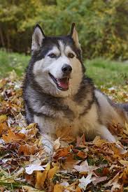 Timber Beautiful Dog Breeds Dogs Husky Dogs