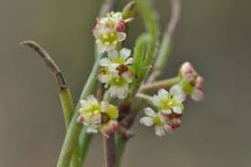 Image result for Centella virgata